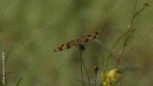 Dragonfly with brown and tan colors, resting on a dried up wildflower. 10 sec/60 fps. Original speed. Closeup. Clip7 photo