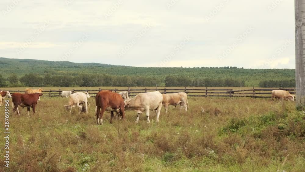A herd of cows grazes in the summer on a green meadow in the highlands