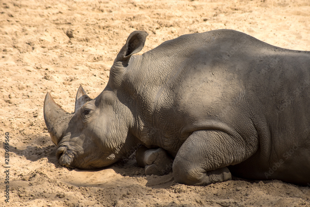 Obraz premium rhinocéros