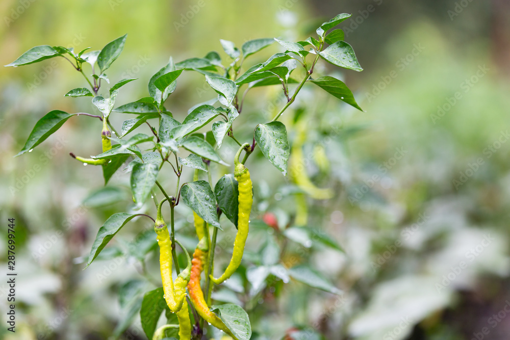 Ripe spicy pepper plant with pods on farmers field Ripe spicy pepper plant with pods on farmers field