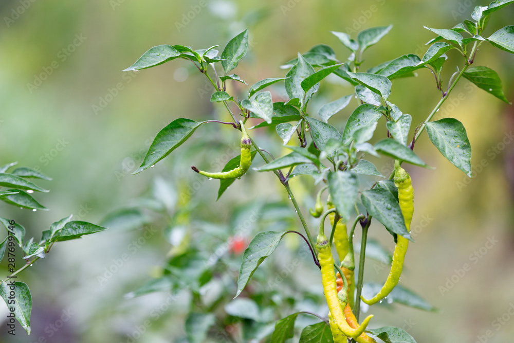 Obraz premium Ripe spicy pepper plant with pods on farmers field