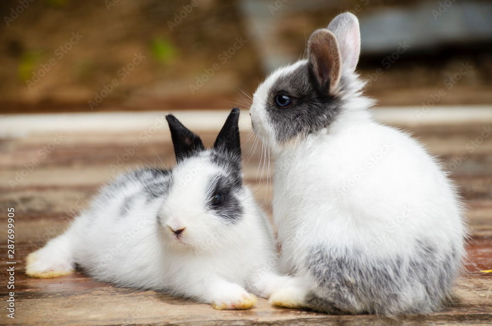 2 ND rabbits sitting on a brown wooden floor 2 ND rabbits sitting on a brown wooden floor
