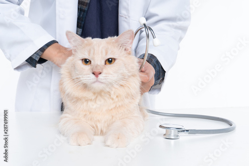 Cat on examination with a doctor