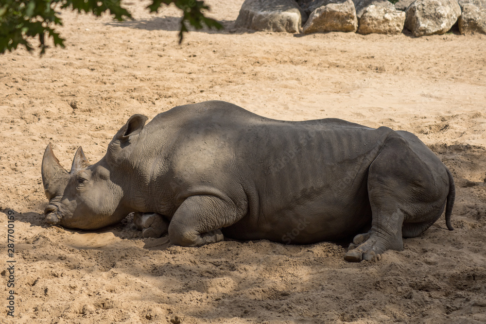 Obraz premium rhinocéros