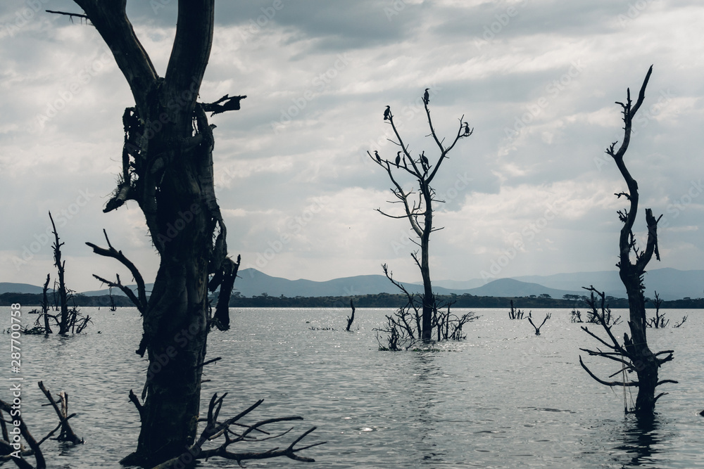 Gloomy trees in the flooded lake covered with birds - horizontal