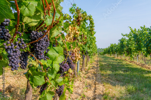 Vineyard in czech republic