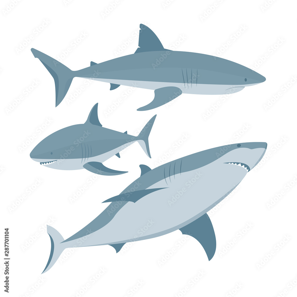 Shark. Sharks vector illustrations set. Cartoon style sharks drawing. Part of set.