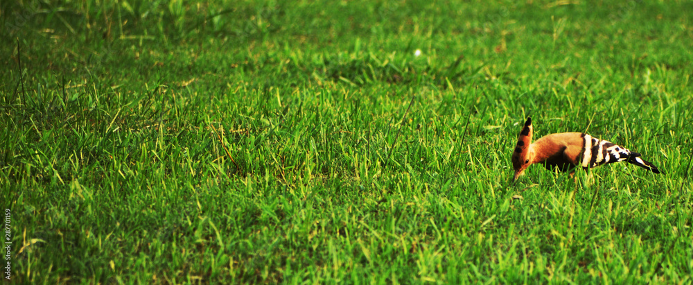 Fototapeta premium hoopoe bird on green field