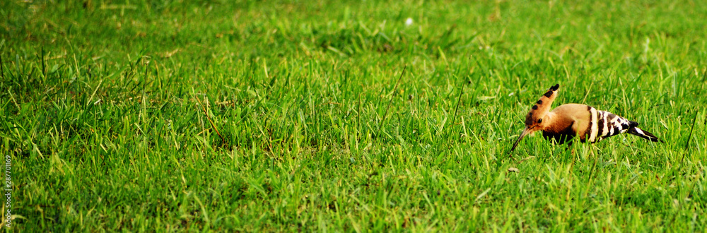 bird on green grass
