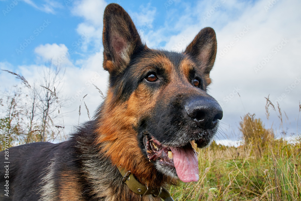 Dog German Shepherd outdoors in an autumn day Dog German Shepherd outdoors in an autumn day