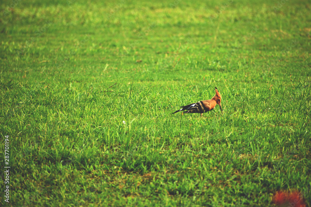 hoopoe bird in green grass hoopoe bird in green grass