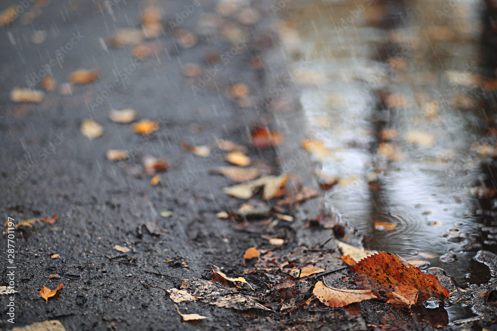 Autumn rain in the park Autumn rain in the park