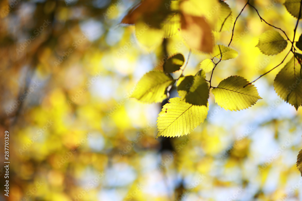 Fototapeta premium Autumn background in the park