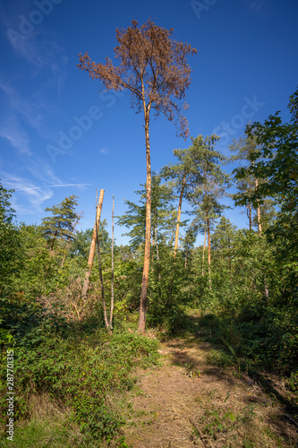 Trockenheit und D  rre im Wald