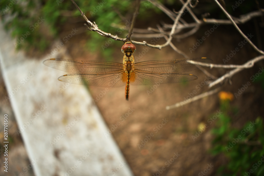 dragonfly resting on a plant