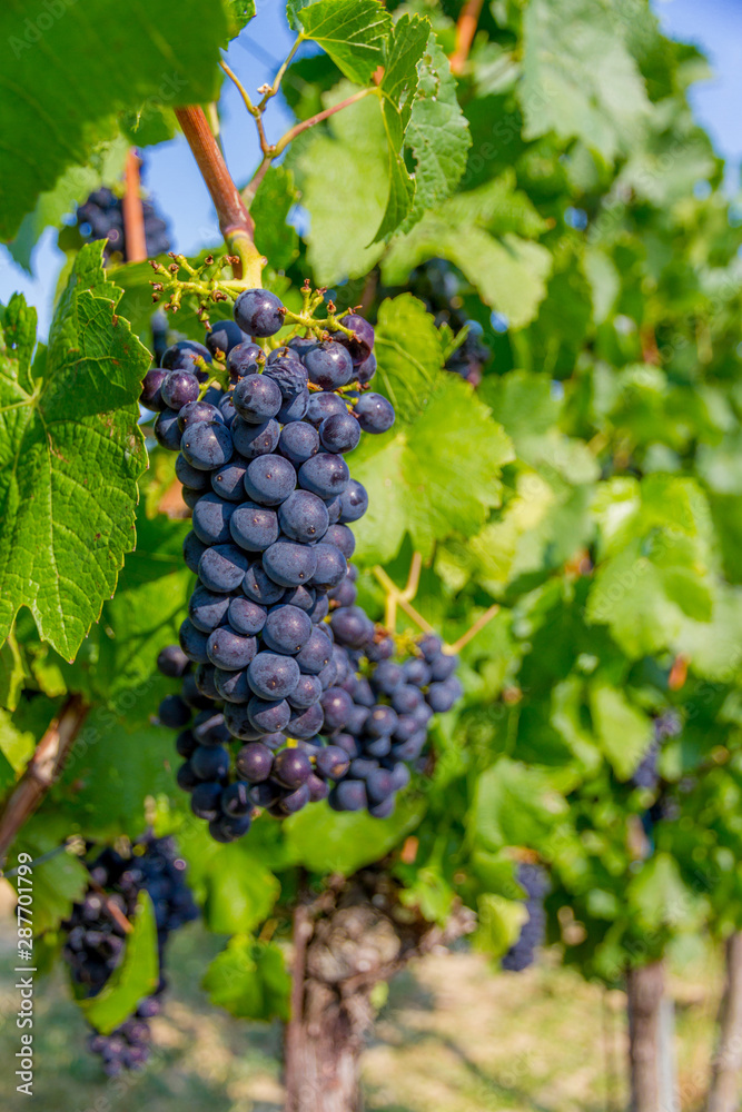 Vineyard in czech republic