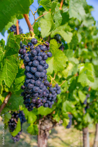 Wallpaper Mural Vineyard in czech republic Torontodigital.ca