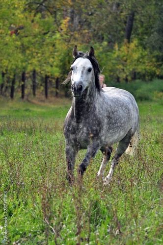 Beautiful grey horse galloping across the grass © Дина Попова