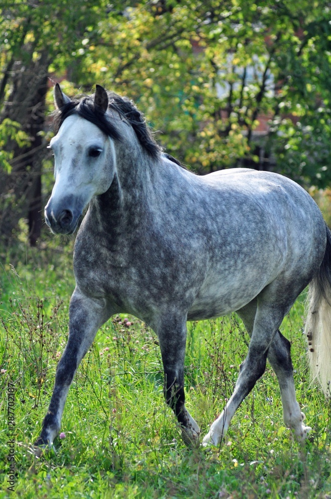 Grey apples horse on the loose Grey apples horse on the loose