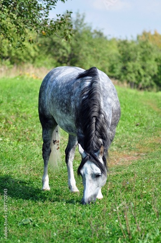 Grey apples horse eating grass