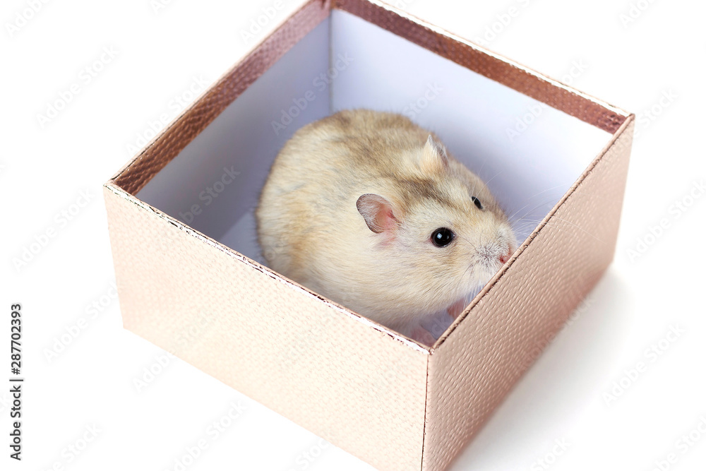 Obraz premium Dwarf fluffy hamster in a gift box on white background