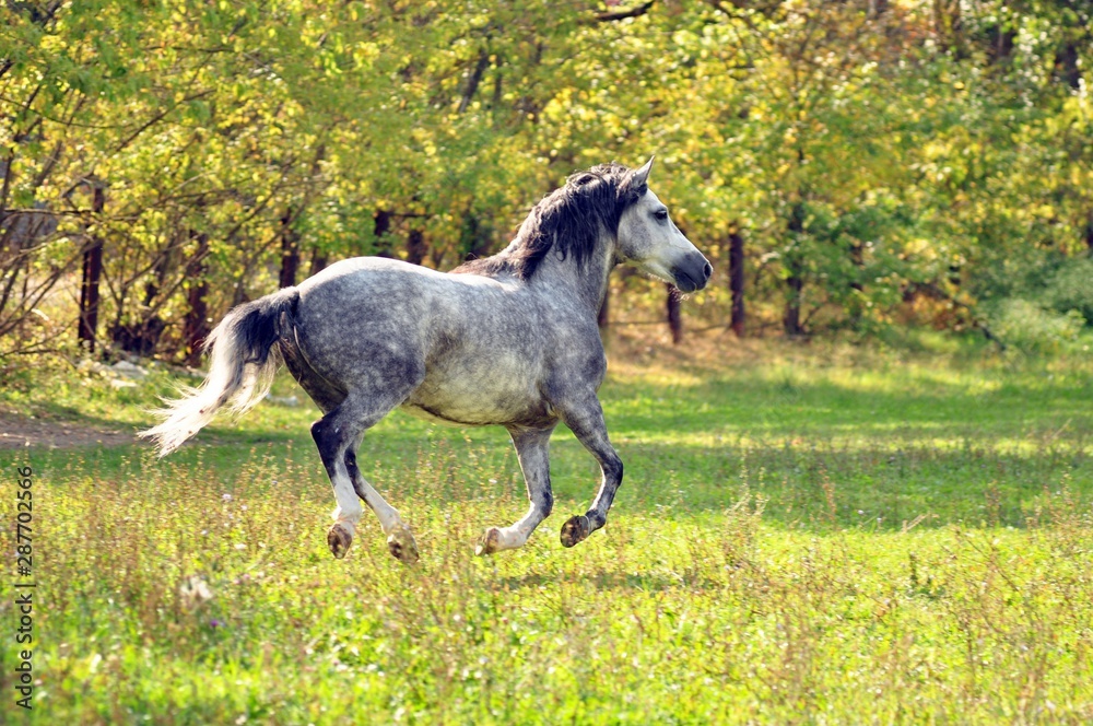 Horse on a sunny field