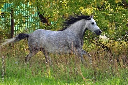 Beautiful grey horse in the tall grass