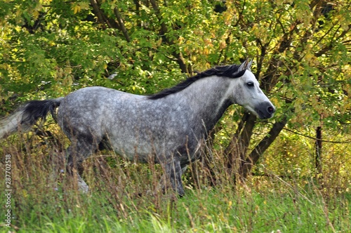 Gray horse on the background of autumn trees