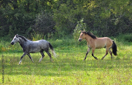 Gray and a buckskin horse a sunny day