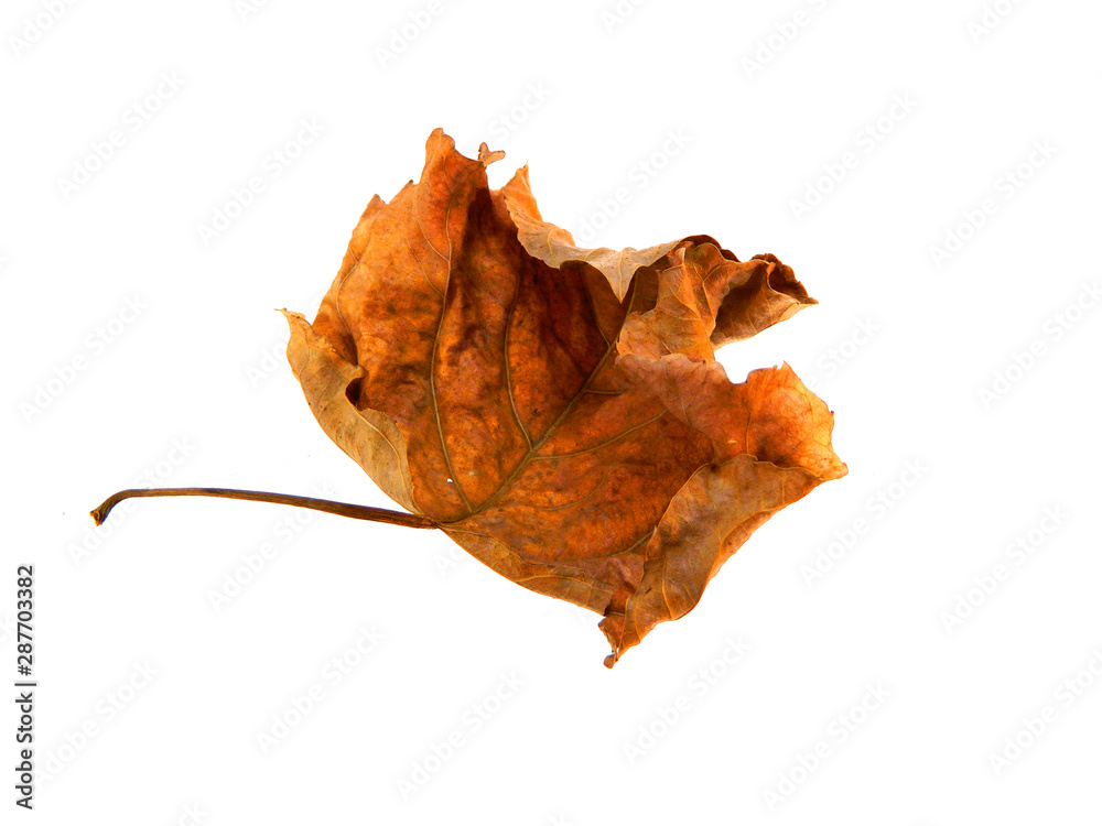 Fototapeta premium dry leaf isolated on white background
