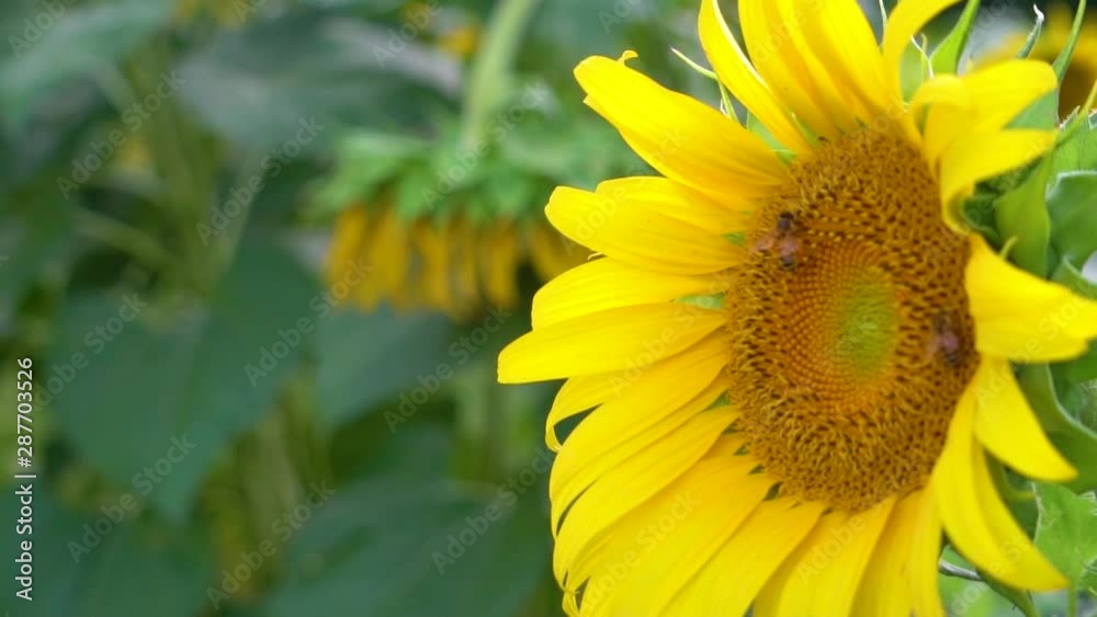 Sunflower closeup of bumblebees pollinating and flying, slow motion Sunflower closeup of bumblebees pollinating and flying, slow motion