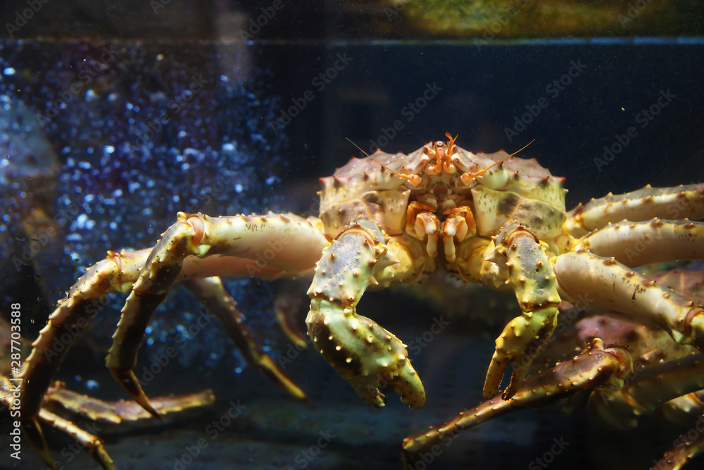 Big alive crab in a norwegian sea food