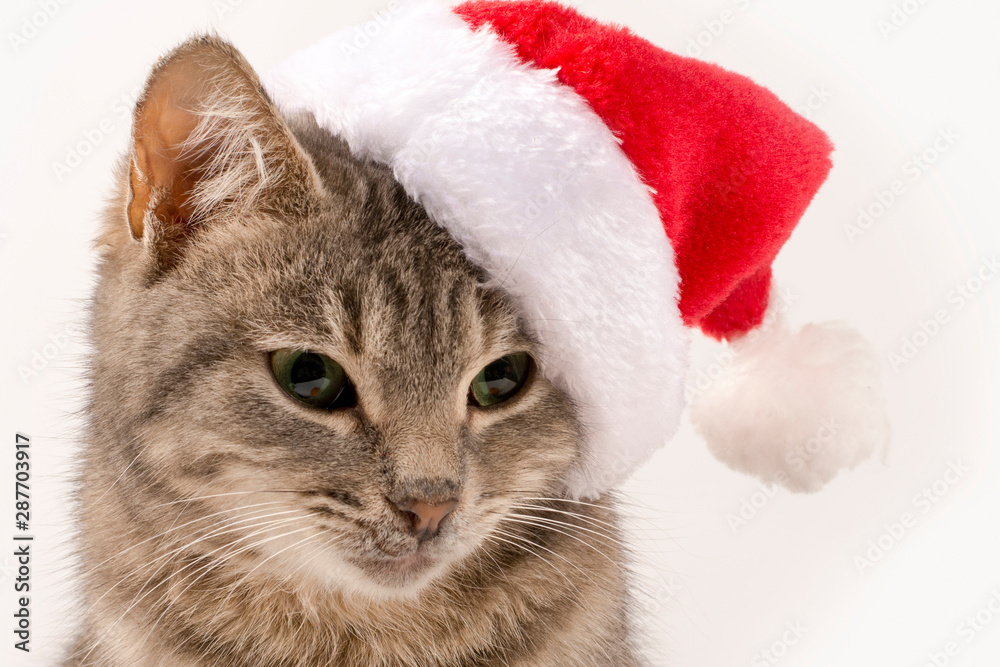 Cat in Santa's hat close-up. New Year, Christmas cat on a white isolated background, for postcard, banner. Front view, place for text, Copy space.
