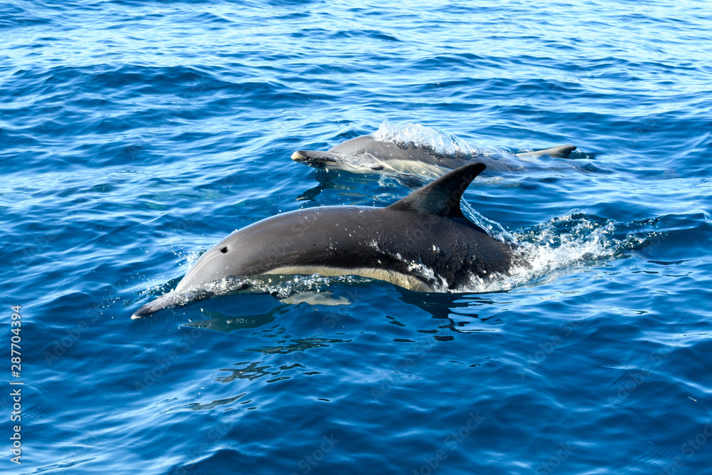 Naklejka premium Dolphins