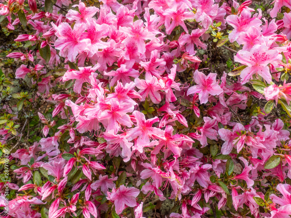 Azalea