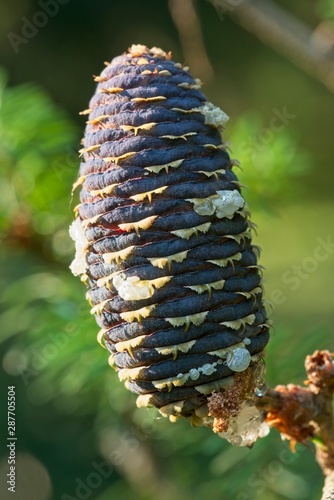 Pine cone of Korean fir tree