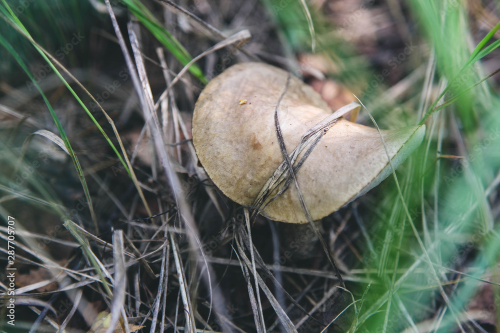 natural white mushroom