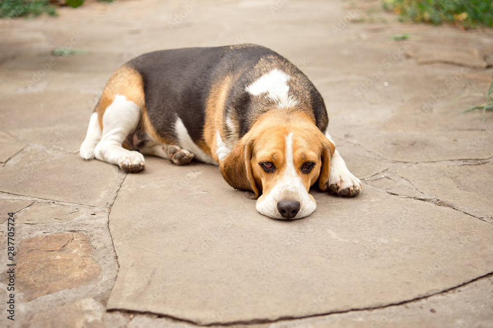 Beagle dog sleeps and rests, dog sleeps and dreams in the garden on a stone walkway
