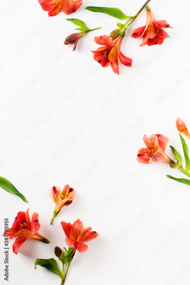 Beauty flowers flat lay with red alstroemeria frame on white background