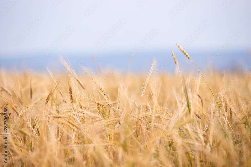 Fototapeta premium Young wheat grows on the field.