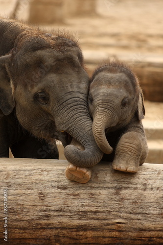 Elefantenkinder im Zoo  zwei Elefanten kuscheln im Tierpark  niedliche Tierkinder