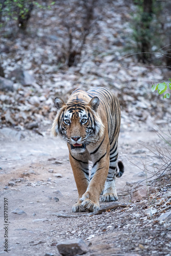 Ranthambore Wild Male Bengal Tiger head on an evening walk and territory markings on a jungle track at ranthambore national park, rajasthan, india - panthera tigris