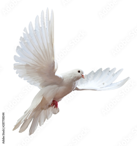 Fotografering free flying white dove isolated on a white background