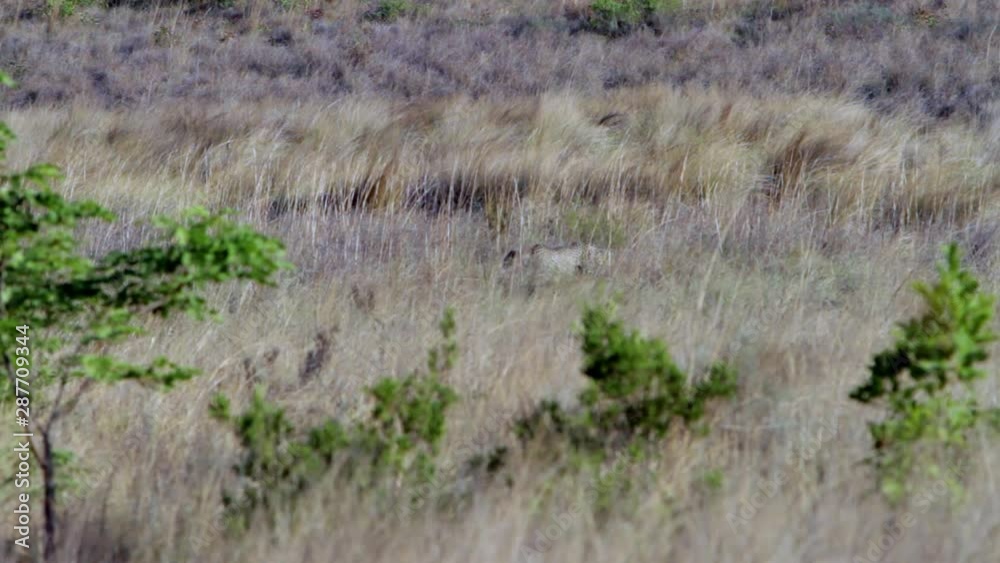 Adult female cheetah walking through a grass field in South Africa. The two sisters are separately filmed during multiple shots. Adult female cheetah walking through a grass field in South Africa. The two sisters are separately filmed during multiple shots.