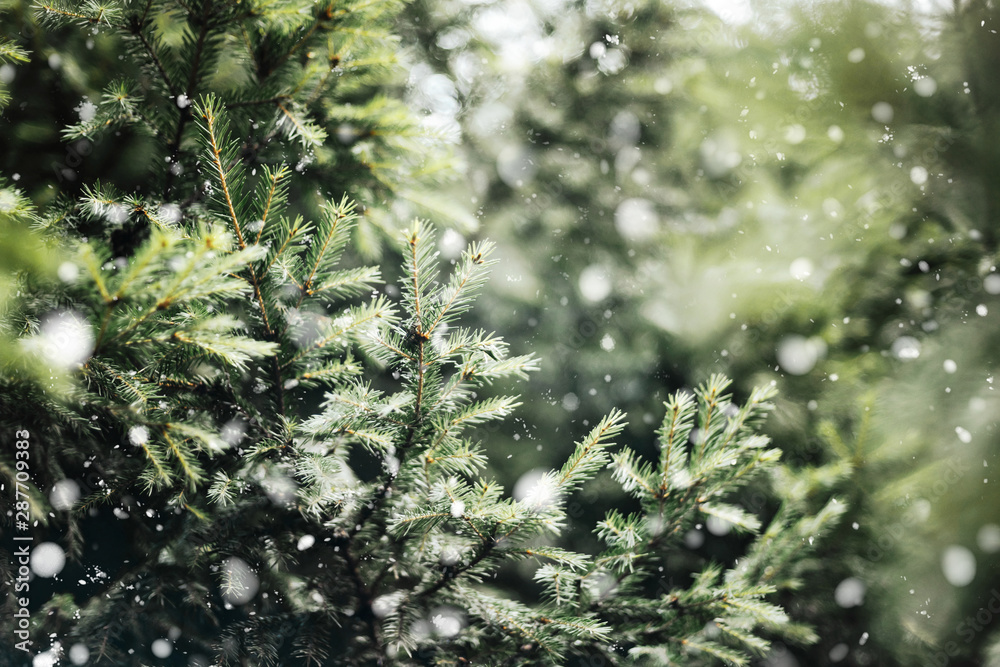 Closeup of Christmas tree with light, snow flake. Christmas and New Year holiday background with copy space. Fir branches in snow and festive bokeh. Closeup of Christmas tree with light, snow flake. Christmas and New Year holiday background with copy space. Fir branches in snow and festive bokeh.