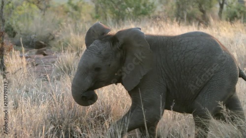 Baby male African elephant charging towards camera in South Africa. He's trying to be tough and cool, sticking out his trunk, but looks more funny than anything else. He's part of a herd.