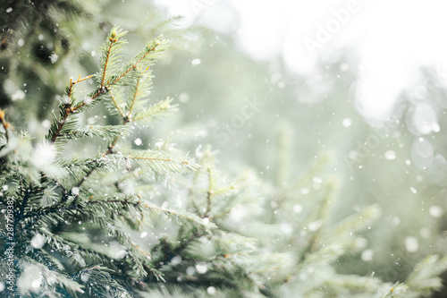 Closeup of Christmas tree with light, snow flake. Christmas and New Year holiday background with copy space. Fir branches in snow and festive bokeh.