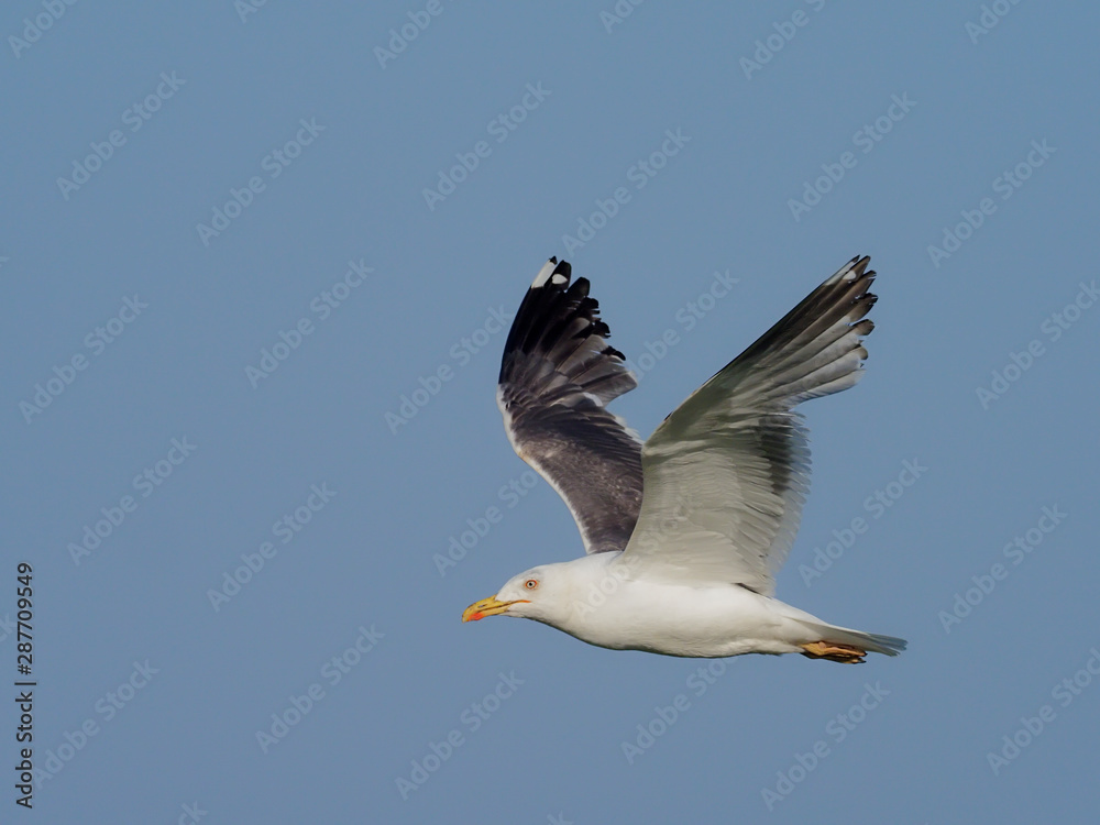 Great black-backed gull, Larus marinus, Great black-backed gull, Larus marinus,
