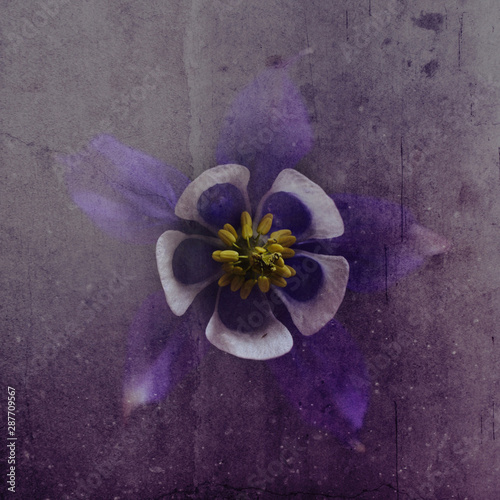 Close up of columbine