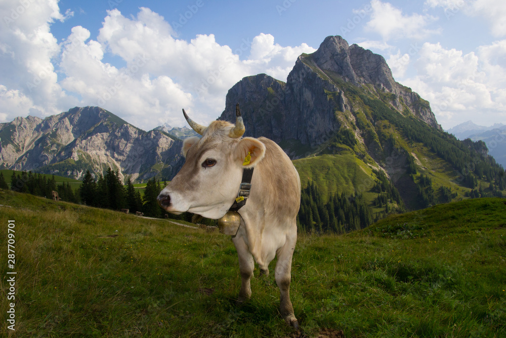 gehörnte Kuh auf Almwiese mit Aggenstein im hintergrund